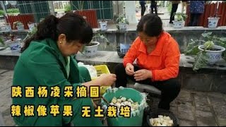 辣椒像苹果、无土栽培蔬菜10元3棵，陕西杨凌堪称农业黄埔军校