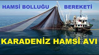 Hamsi Avı Karadeniz Hamsi Bolluğu Hamsi Balık Bereketi  Balıkçının Yüzü Güldü Kemençe Horon