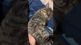 The Cutest Cat Sleep Moments