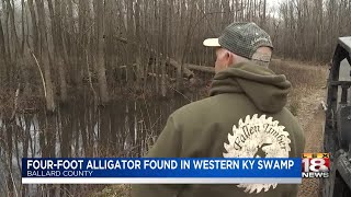 Four-Foot Alligator Found In Western Ky. Swamp