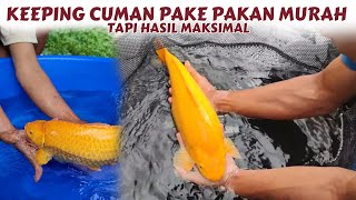 Bibitnya Bagus ❗Meski Cuma Pakai Pakan Lokal Jadinya Muantap