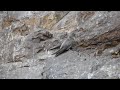 crag martin ptyonoprogne rupestris herzegovina