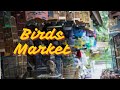 Birds Market of Multan | Beautiful Pets | Dil Ki Baat W/ A&K #birds #pets