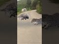 hungry leopard vs prickly porcupine an unexpected defeat