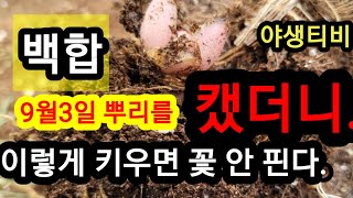 백합 이렇게 키우면 꽃 안 핀다!21.9.4