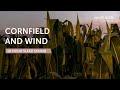 Cornfield and Wind - 10 Hours Sleep Sound - Black Screen