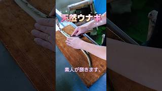 素人がウナギを捌きます。（早送り）