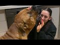 Big Boerboel wants To Play #shortvideo  #trending  #boerboel