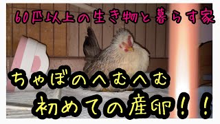 矮鶏の初卵シーン🐓