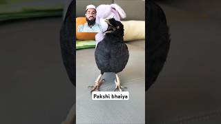 #tasbih #allhuSweet Shalik bird can recite Ayatul Kursi very beautifully || #talkingbird#quran