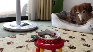 老犬達のご飯いろいろトッピング！【シニア犬】【老犬ダックス】【多頭飼い