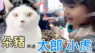 【朵朵豬劇場 #85】朵豬再遇太郎小虎  1Y9M