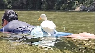 My Pet Duck Ride a Human Boat