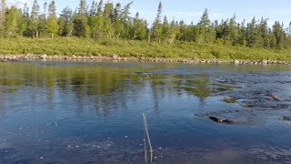 Atlantic Salmon Rising and Taking a Dry Fly  (Bomber)