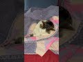 abandoned and rescued last year living warm forever subscribe cat rescue shortsvideo cute love