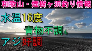 01-04　煙樹ヶ浜釣り情報・取材編【第1205回】水温16度、青物不調も #アジ好調 ＃遠投カゴ釣り #和歌山釣り #煙樹ヶ浜