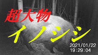 超大物のイノシシが餌場に現れる【野生動物観察】餌場独占