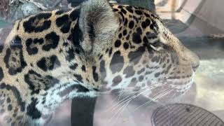 ジャガーの鳴き声！天王寺動物園