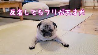 悪さして反省してるフリが抜群に上手いパグ犬ぷぅ Pug