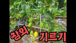 [도농텃밭 #12] 참외 기르기