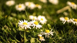 Funeral Services in Anniston AL Call (844) 311-3189