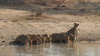 Wild chase - Lions vs elephants