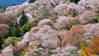 夢見桜　奈良・吉野山の千本桜　～Cherry blossom in Mt. Yoshino Nara, Japan～　日本の春 癒しの風景　ヒーリング　さくら　サクラ　音のスケッチ33d 美しき国