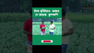 টানা বৃষ্টিতেও অক্ষত যে জাতের আগাম ফুলকপি !  #modern_farming #এগ্রো১ #agriculture