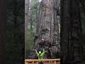 Is this the largest tree in Oregon?