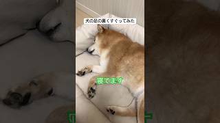 犬は足の裏がくすぐったいのか？#shorts