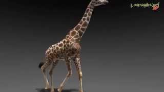 Giraffe 3d Animation - LightWave