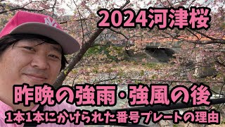 【2024河津桜まつり】2.20 強雨と強風によって　河津のポーズ　河津櫻　ライブカメラ