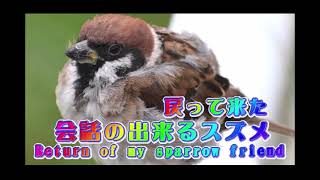 会話が出来るスズメのミモザが帰って来た！ ～Return of the chatty sparrow after four weeks of absence.～