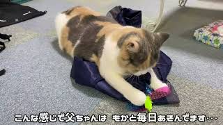 【三毛猫】モカちん世界一のジャンパーに。