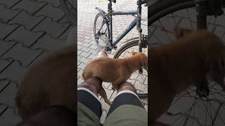 ਆਵਾਰਾ ਜਾਨਵਰ ਨਾਲ ਪਿਆਰ #viral #germanshepherd #germanshefard #shortsvideo #germanshepred #comedyvideo