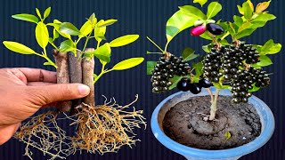 I Am Trying To Grow Black Jamun Plant From Cutting New Techniques with 100%Success Result