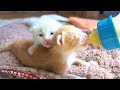 【保護子猫】よちよち歩きでミルクを探す赤ちゃん猫【生後10日】kittens seeking milk