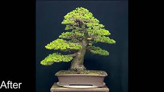 Bonsai Pinus parviflora \