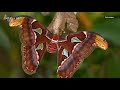 this moth’s wings have a cobra design to scare off predators