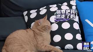 潮流合伙人收官，吴亦凡送走橘猫发财