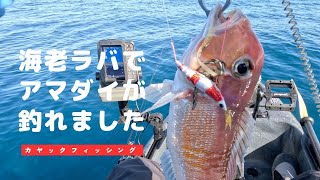 海老ラバでアマダイが釣れました