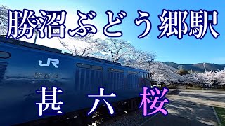 【勝沼ぶどう郷駅】 【甚六桜 2023】