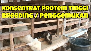 Mengoptimalkan Breeding dan Penggemukan Domba dengan Konsentrat Protein Tinggi