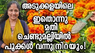 അടുക്കളയിലെ ഇതൊന്നു മതി ചെണ്ടുമല്ലിയിൽ  പൂക്കൾ വന്നു നിറയും! | Marigold Plant Care in Malayalam