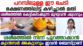 ഷുഗർ മുഴുവൻ പോകാനും ക്യാൻസർ അകറ്റാനും പറമ്പിലുള്ള ഈ ചെടിക്ക് കഴിവുണ്ട് | Sugar Kurayan