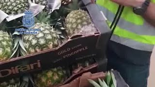 150 pounds of cocaine found hidden in pineapples