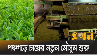 নতুন মৌসুমে ৩২০ কোটি টাকায় আয়ের আশা | Panchagarh | Tea | Income | Ekhon TV