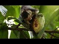 grizzled giant squirrel ratufa macroura දඬු ලේනා