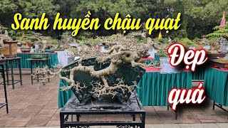 SH.9991. Cây Sanh dáng Huyền chậu quạt hấp dẫn quá, chơi lâu càng giá trị.