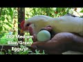 ameraucana all about chicken breeds in a minute